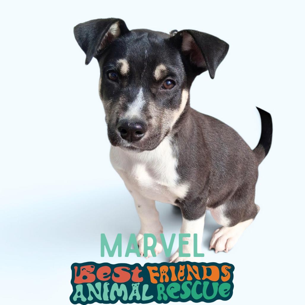 Enlarge Marvel, a Adoptable Husky in Wasilla, AK image 1/2