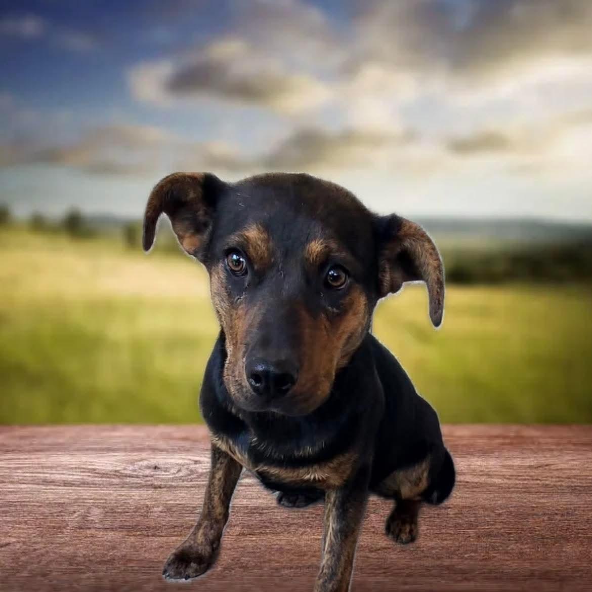 Enlarge Sady, an adoptable mixed breed in Harrodsburg, KY image 1/1
