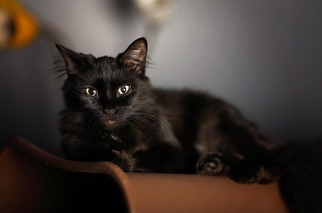 Enlarge Shadow and Sax (brother and sister), a Adoptable Domestic Long Hair in Greenville, SC image 4/5