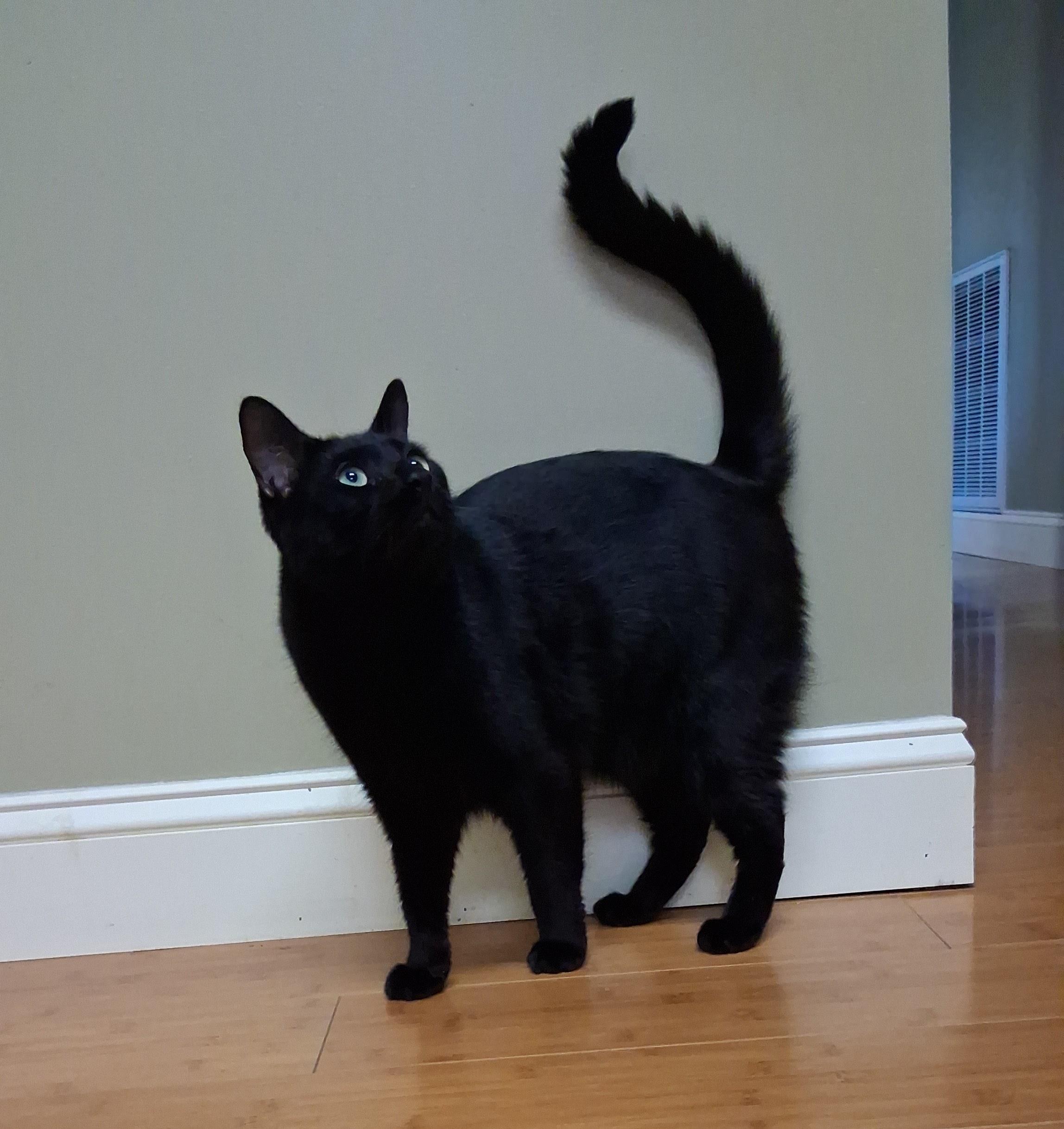 Enlarge Shadow and Sax (brother and sister), a Adoptable Domestic Long Hair in Greenville, SC image 5/5