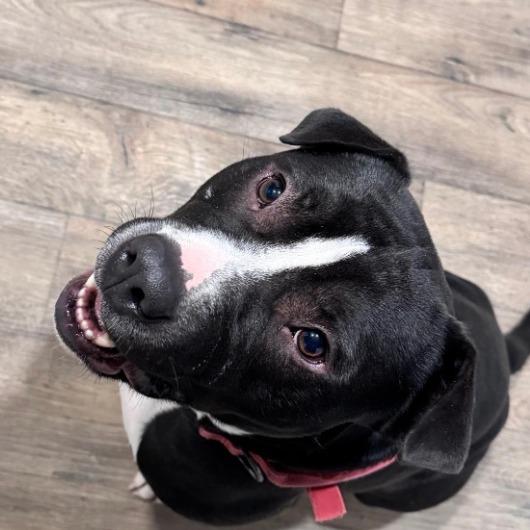 Enlarge Arlo, a Adoptable Pit Bull Terrier in Stagecoach, NV image 1/2