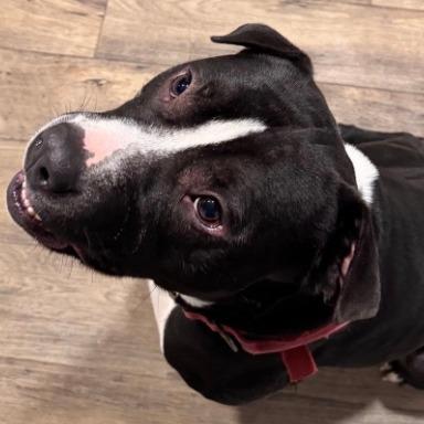 Enlarge Arlo, a Adoptable Pit Bull Terrier in Stagecoach, NV image 2/2