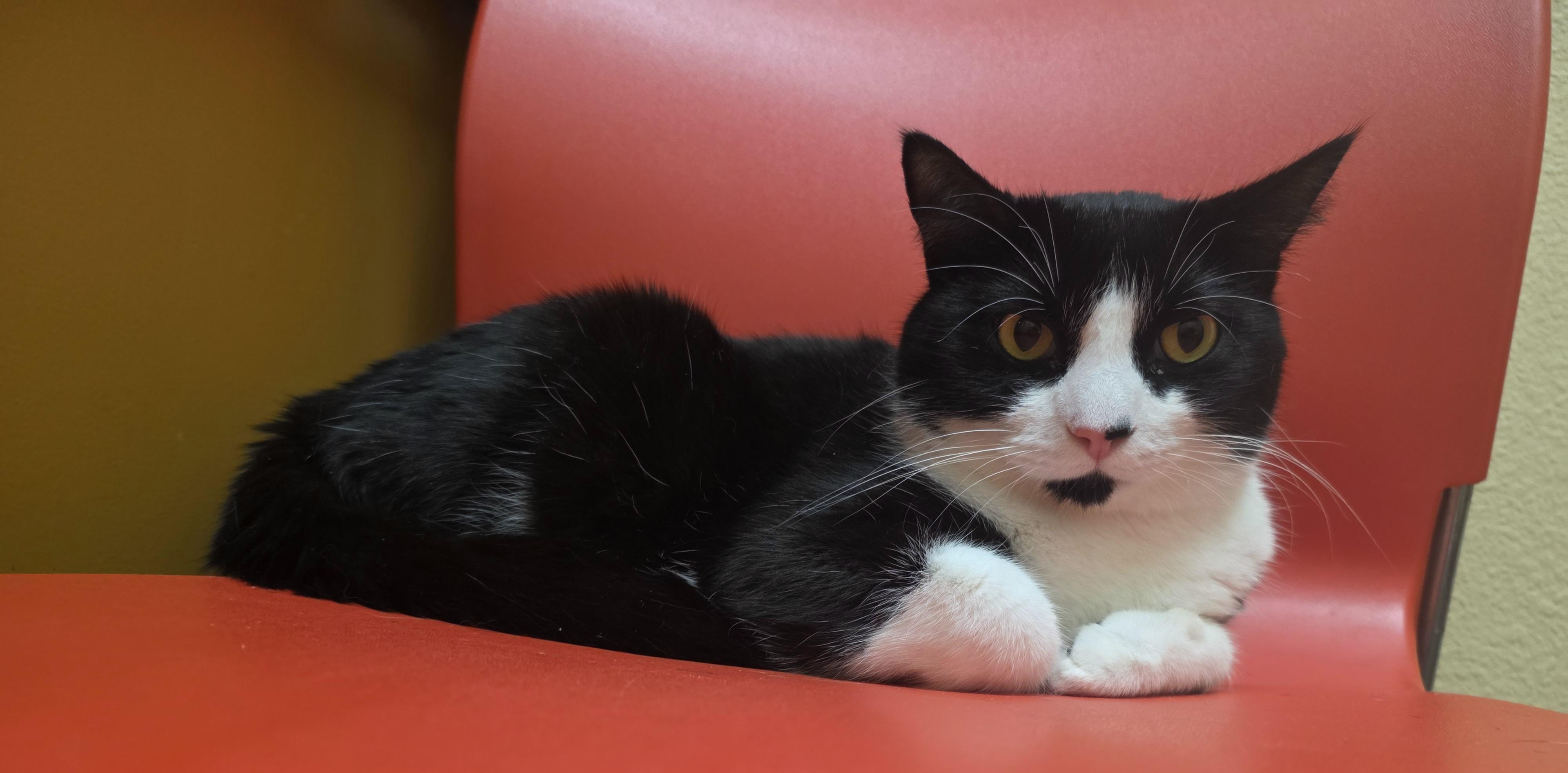 Sparky, Adoptable, Adult Male Domestic Short Hair.