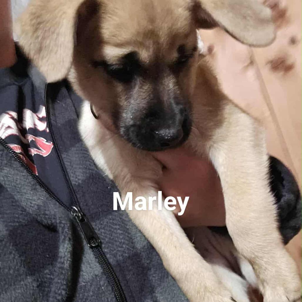 Enlarge Marley, a Adoptable Mixed Breed in Tomah, WI image 1/1