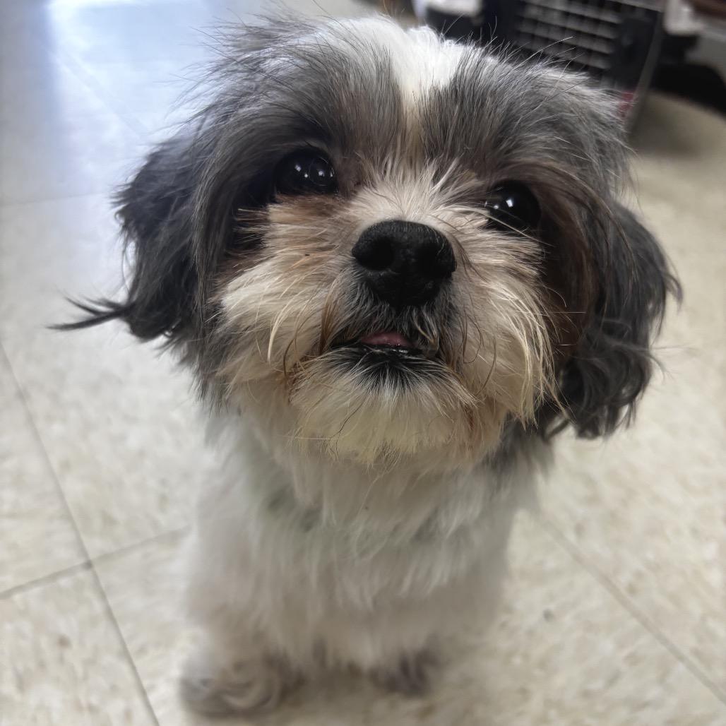 Chloe, Adoptable, Adult Female Shih Tzu.