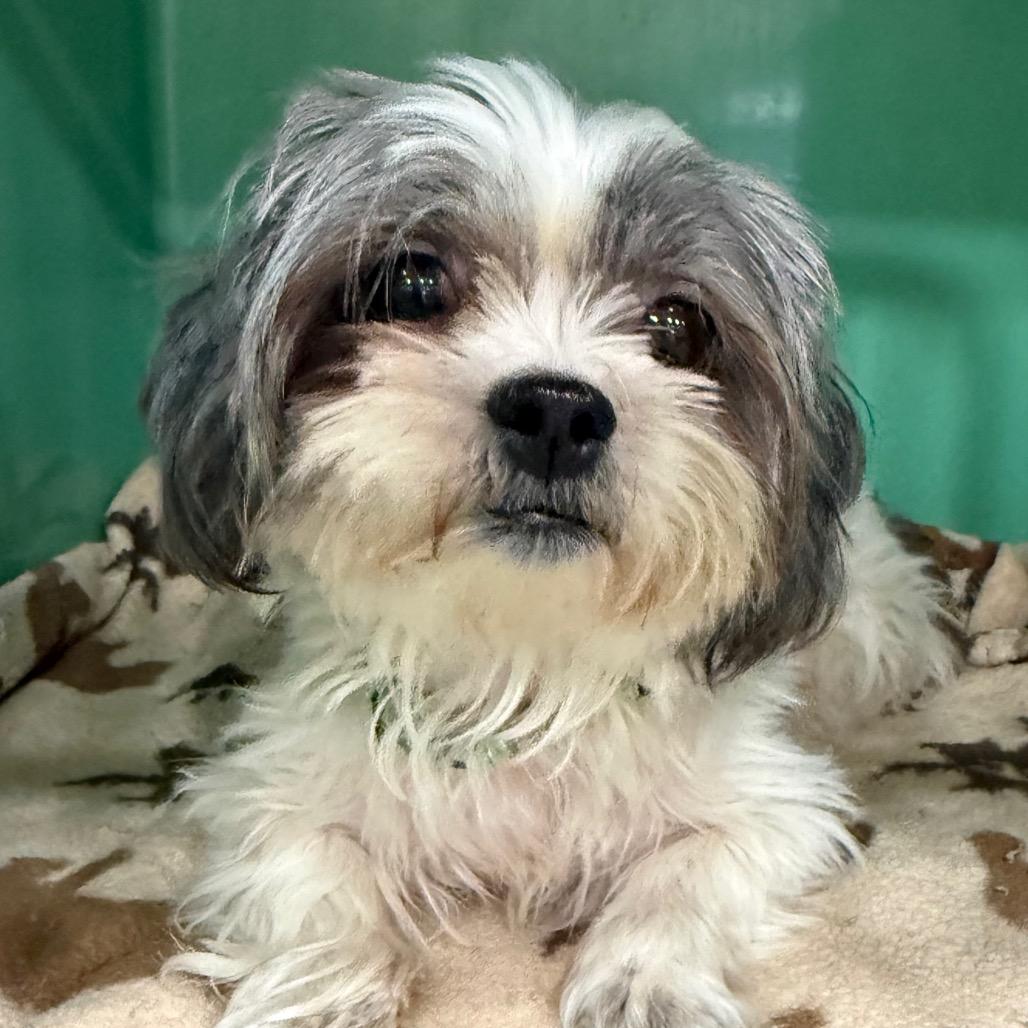 Enlarge Chloe, a Adoptable Shih Tzu in Hudson, IL image 2/4