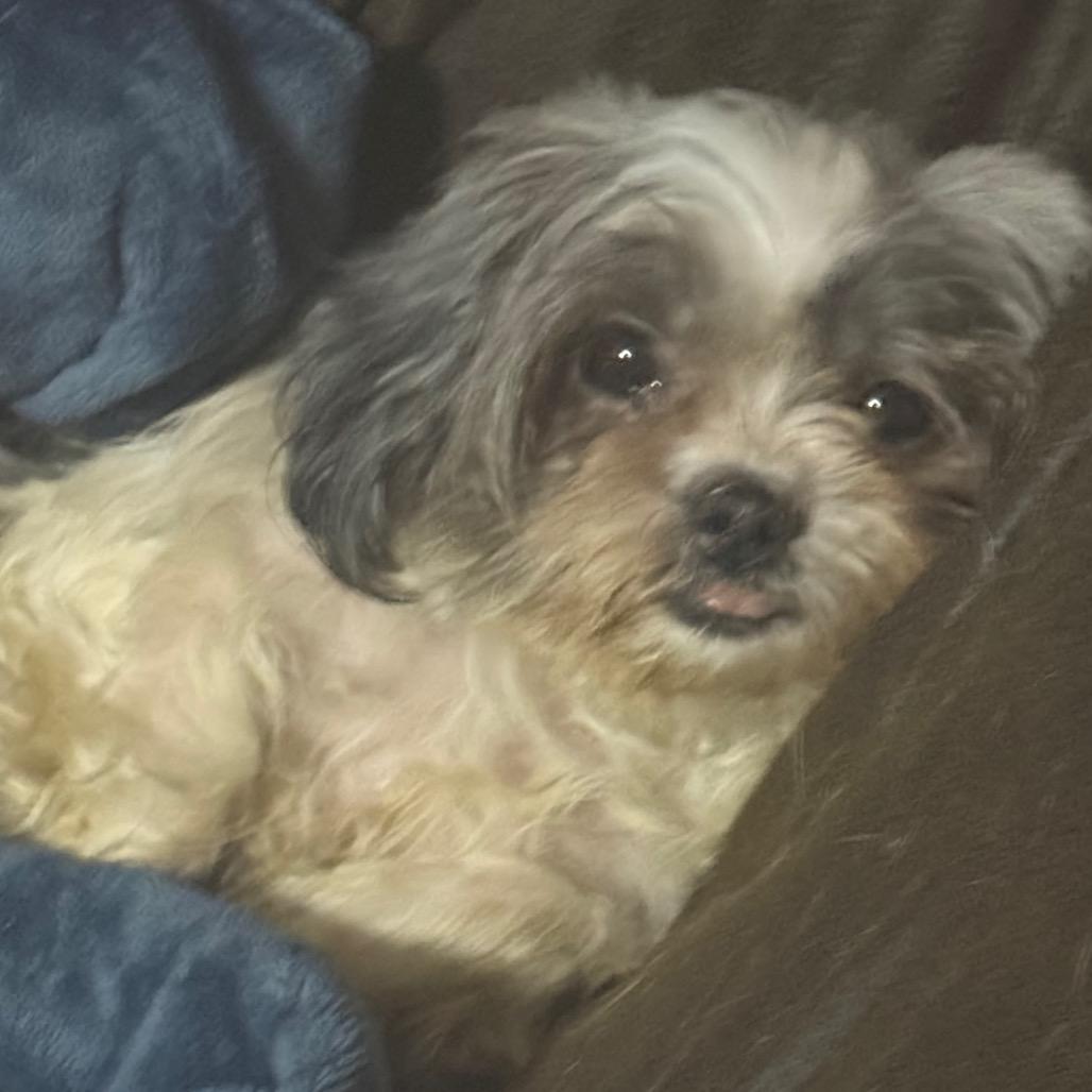 Enlarge Chloe, a Adoptable Shih Tzu in Hudson, IL image 3/4