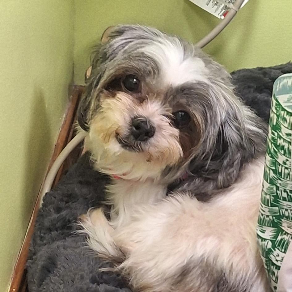 Enlarge Chloe, a Adoptable Shih Tzu in Hudson, IL image 4/4