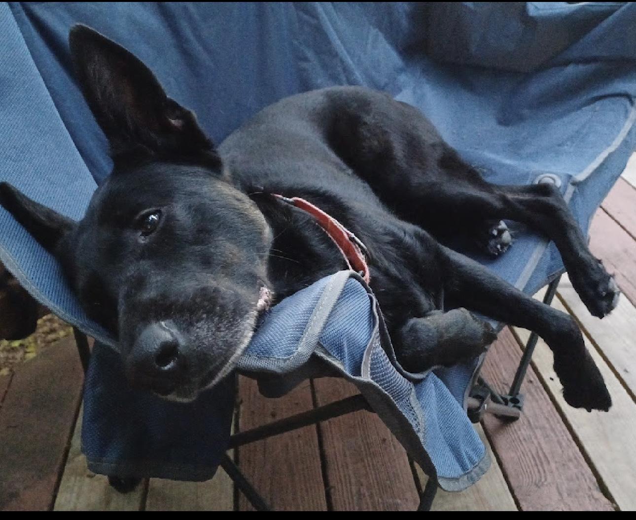 Enlarge Rona, a Adoptable mixed breed in New Rochelle, NY image 1/2