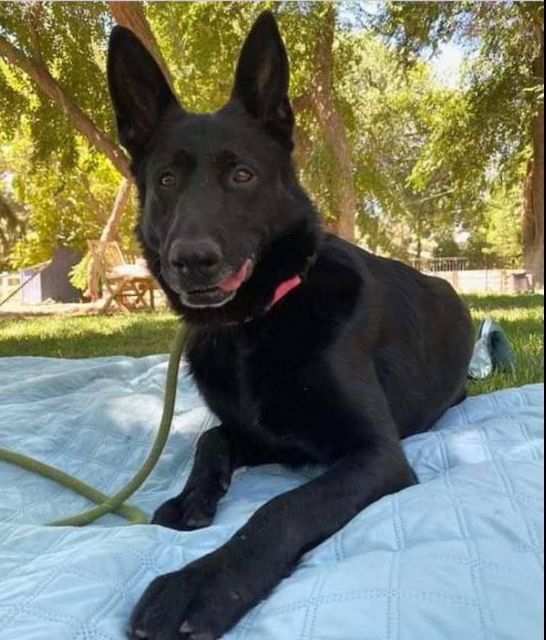 Rona, a Adoptable mixed breed in Fairfax , VA image 1/5