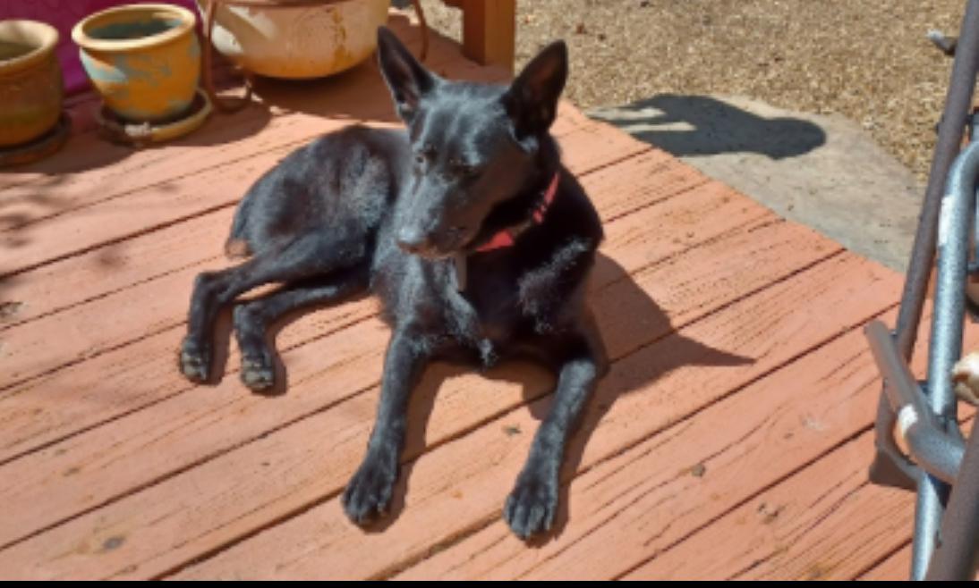 Rona, a Adoptable mixed breed in Fairfax , VA image 3/5