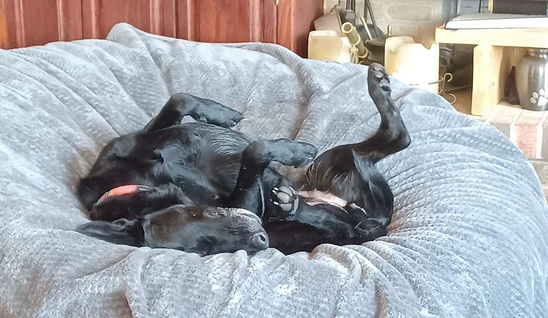 Rona, a Adoptable mixed breed in Fairfax , VA image 4/5