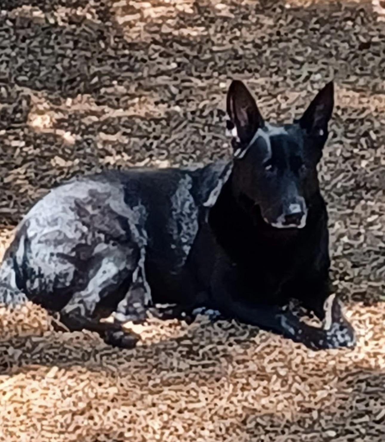 Enlarge Rona, a Adoptable mixed breed in New Rochelle, NY image 2/2