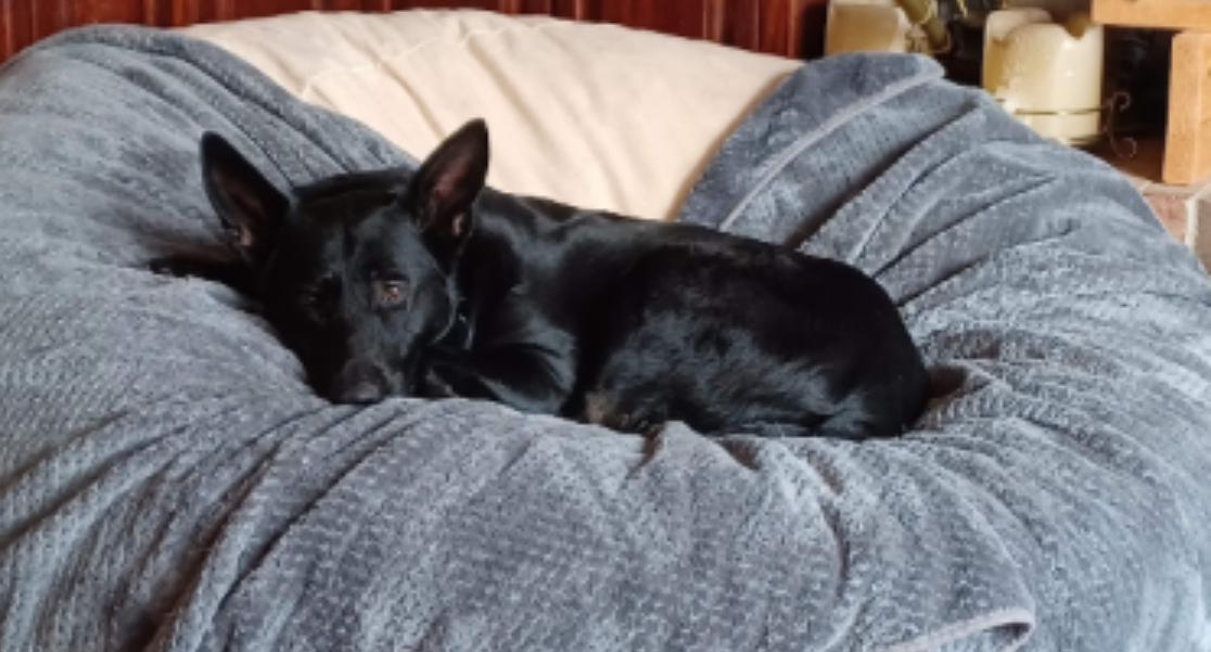 Rona, a Adoptable mixed breed in Fairfax , VA image 2/5