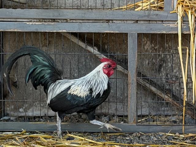 Enlarge CAMERON, a Adoptable Chicken in Santa Rosa, CA image 2/2