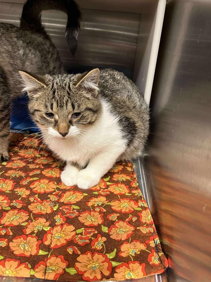 Enlarge Lewis, a Adoptable Domestic Medium Hair in Ludington, MI image 1/1