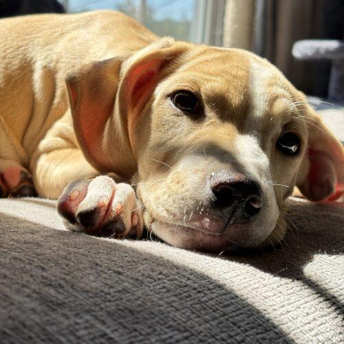 Enlarge Daisy, a Adoptable mixed breed in Christiansburg, VA image 1/6