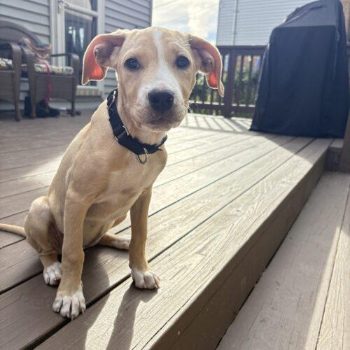 Enlarge Daisy, a Adoptable mixed breed in Christiansburg, VA image 2/6
