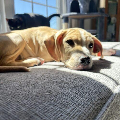 Enlarge Daisy, a Adoptable mixed breed in Christiansburg, VA image 3/6