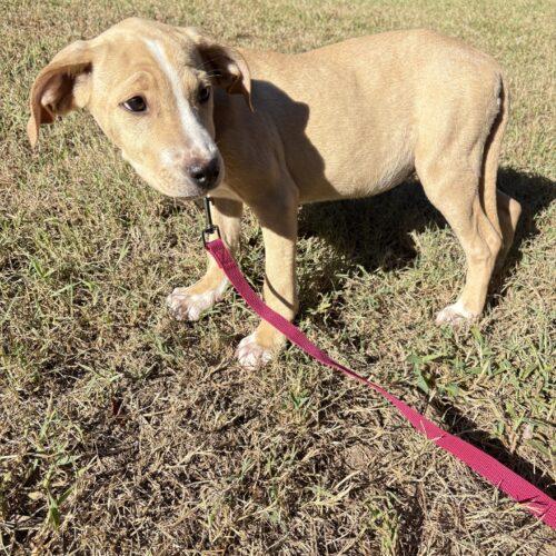 Enlarge Daisy, a Adoptable mixed breed in Christiansburg, VA image 4/6