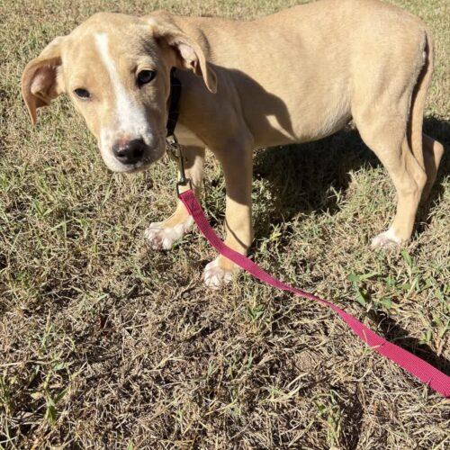 Enlarge Daisy, a Adoptable mixed breed in Christiansburg, VA image 5/6