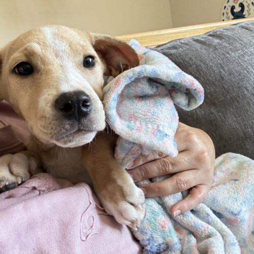Enlarge Daisy, a Adoptable mixed breed in Christiansburg, VA image 6/6