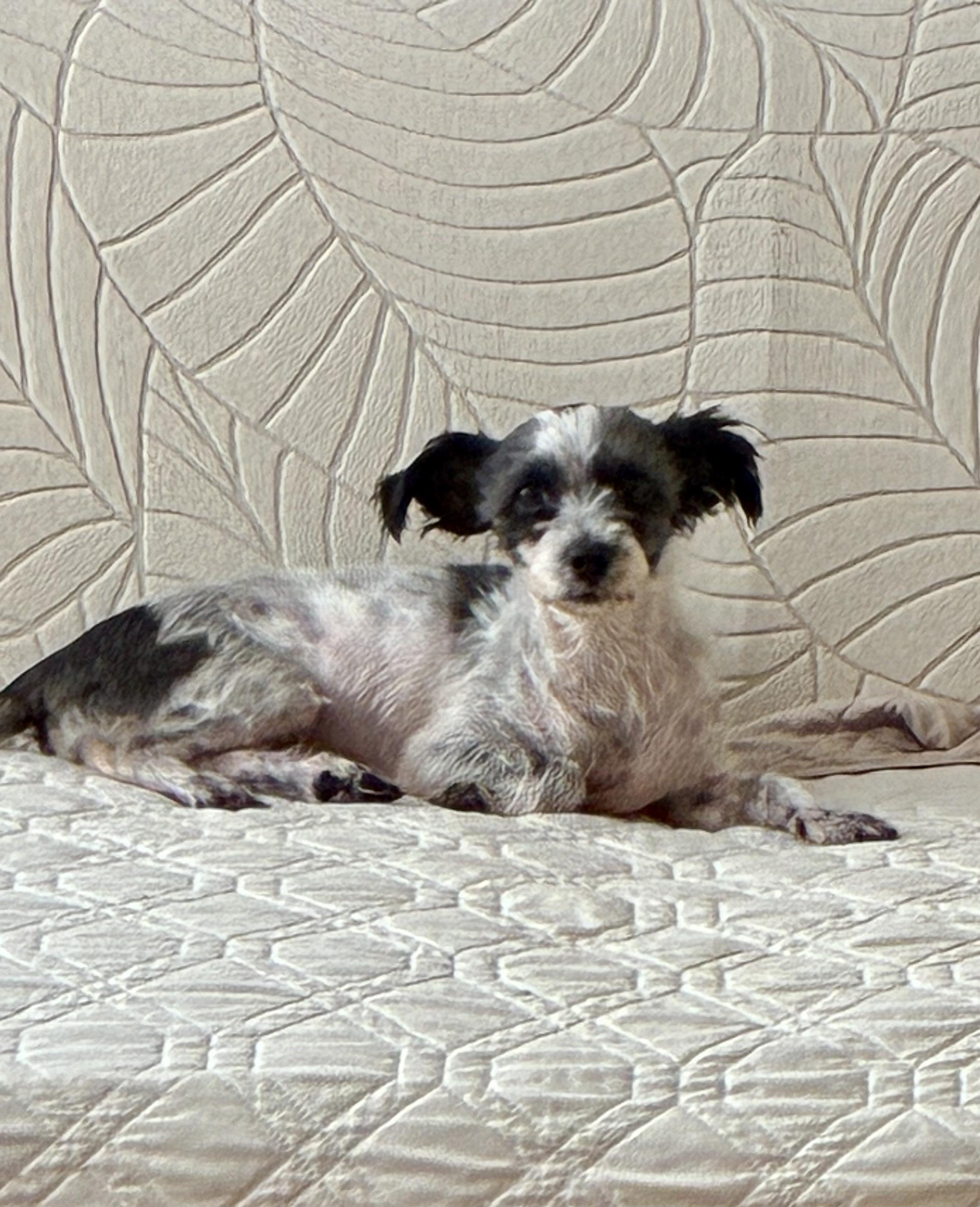 Twinkle, a Adoptable mixed breed in Atlanta, GA image 5/5