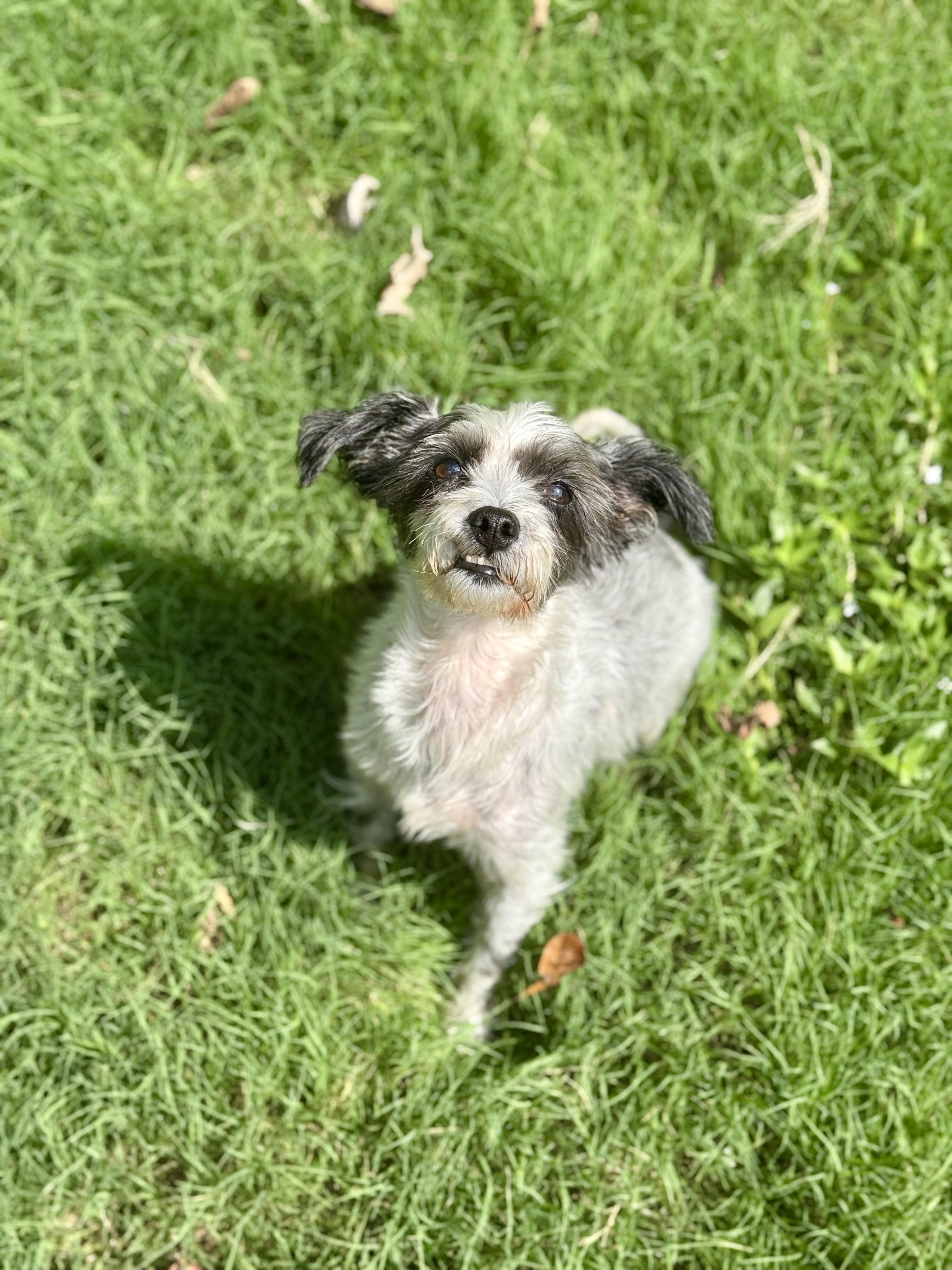 Twinkle, Adoptable, Adult Female Miniature Schnauzer & Miniature Poodle.