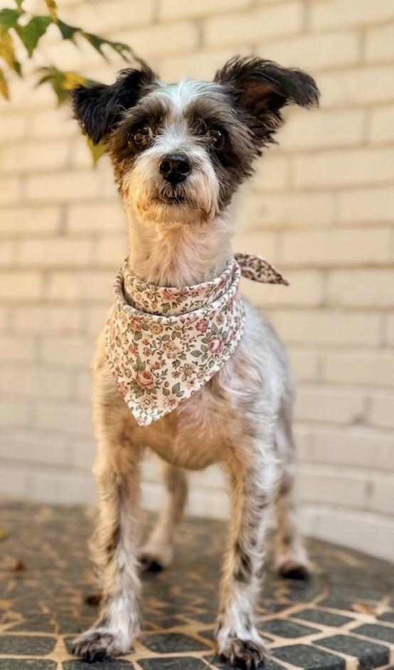 Twinkle, a Adoptable mixed breed in Atlanta, GA image 3/5