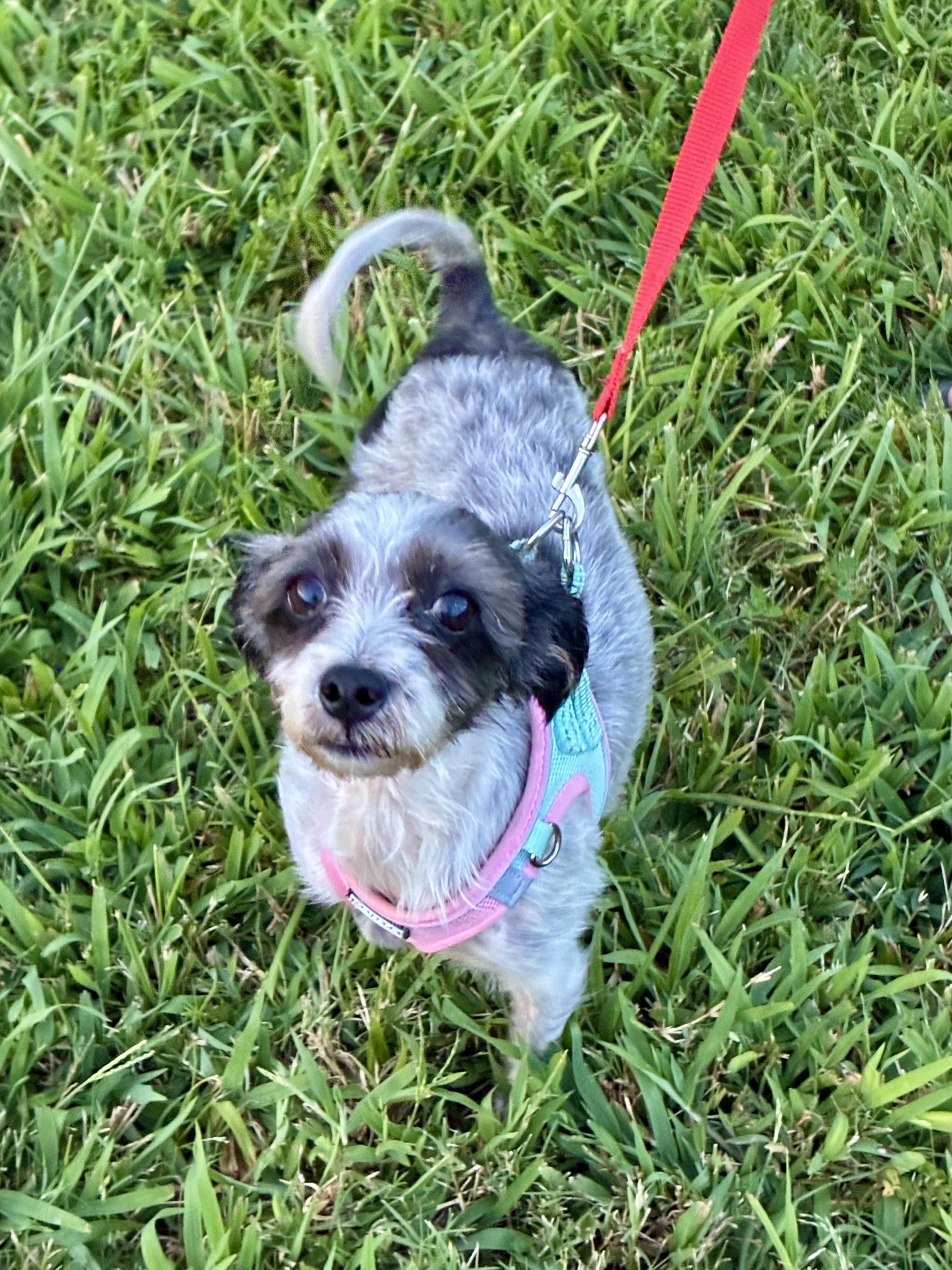 Twinkle, a Adoptable mixed breed in Atlanta, GA image 4/5