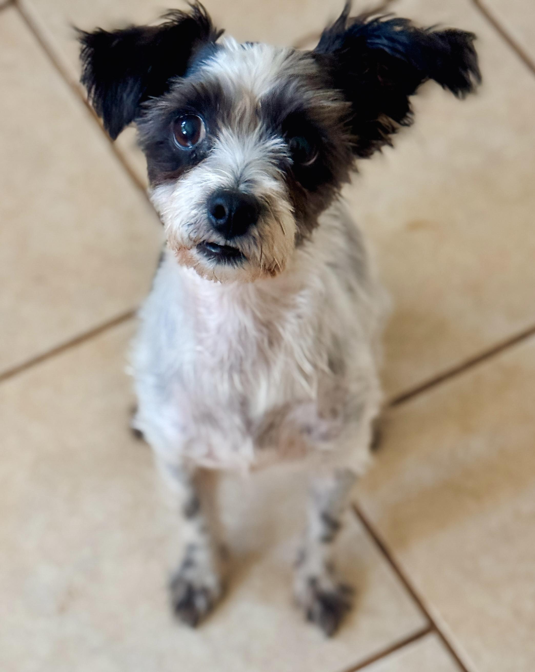 Twinkle, a Adoptable mixed breed in Atlanta, GA image 2/5