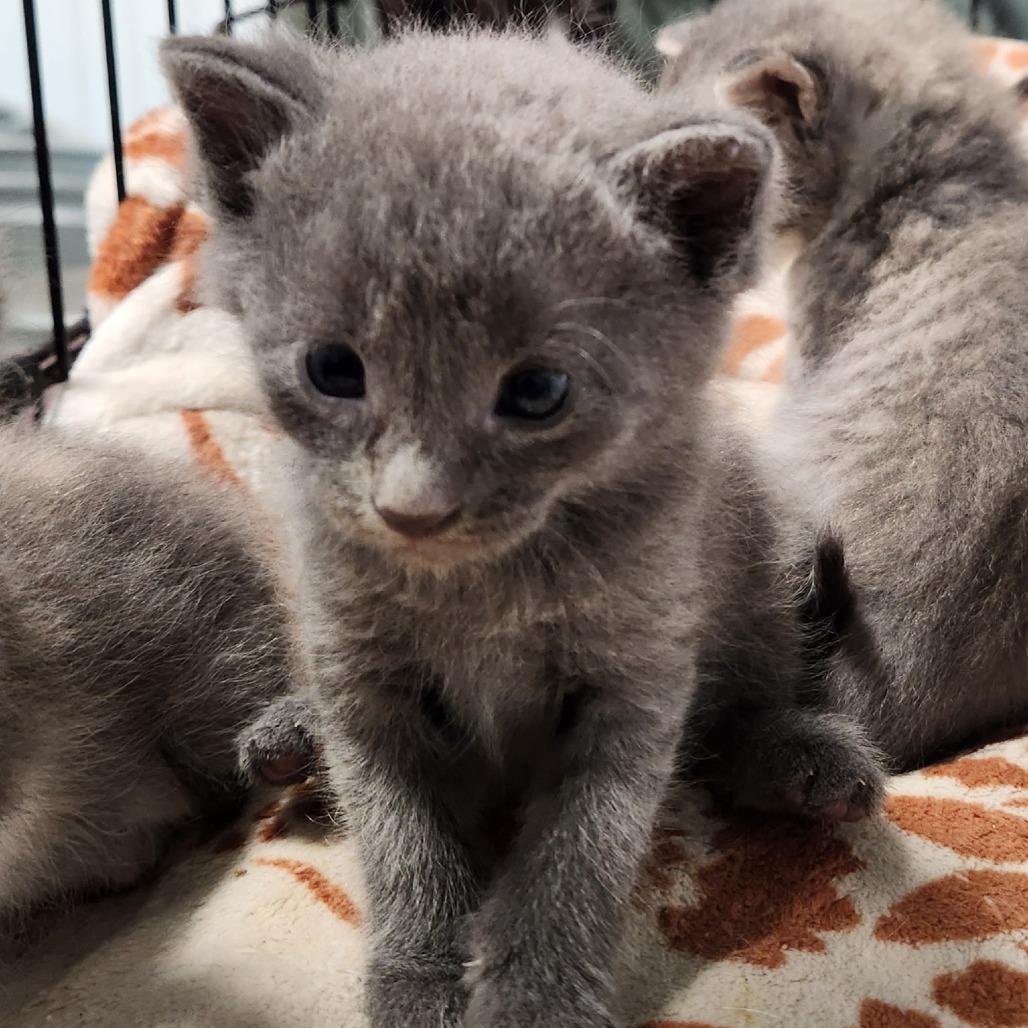Blue Bell, Adoptable, Kitten Female Domestic Short Hair.