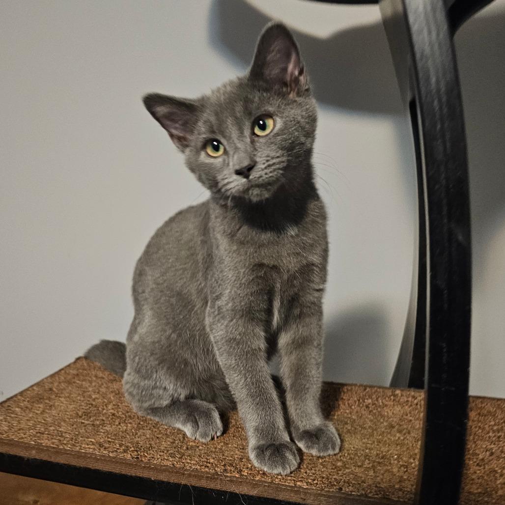 Enlarge Blue Bell, a Adoptable Domestic Short Hair in Corydon, IN image 2/3