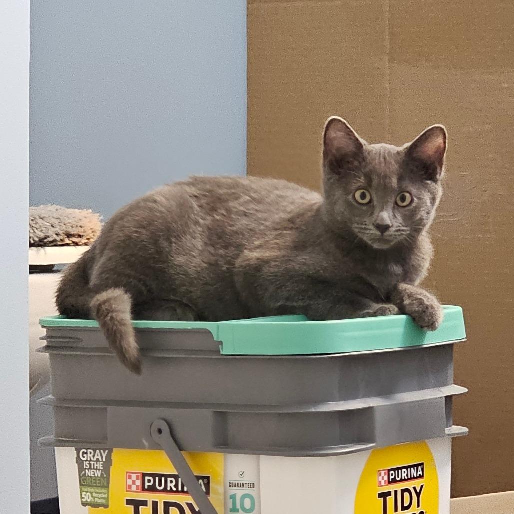 Enlarge Blue Bell, a Adoptable Domestic Short Hair in Corydon, IN image 3/3