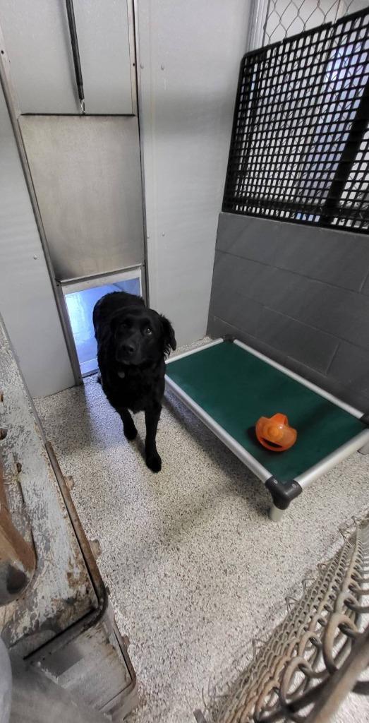 Athena, Adoptable, Young Female Border Collie & Black Labrador Retriever.