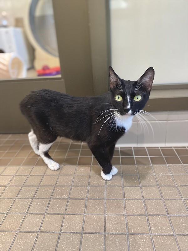 Summer, an adoptable Domestic Short Hair in Truckee, CA image 3/4
