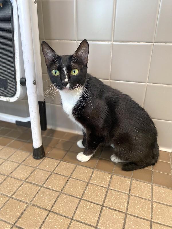 Summer, adoptable, Adult Female Domestic Short Hair.