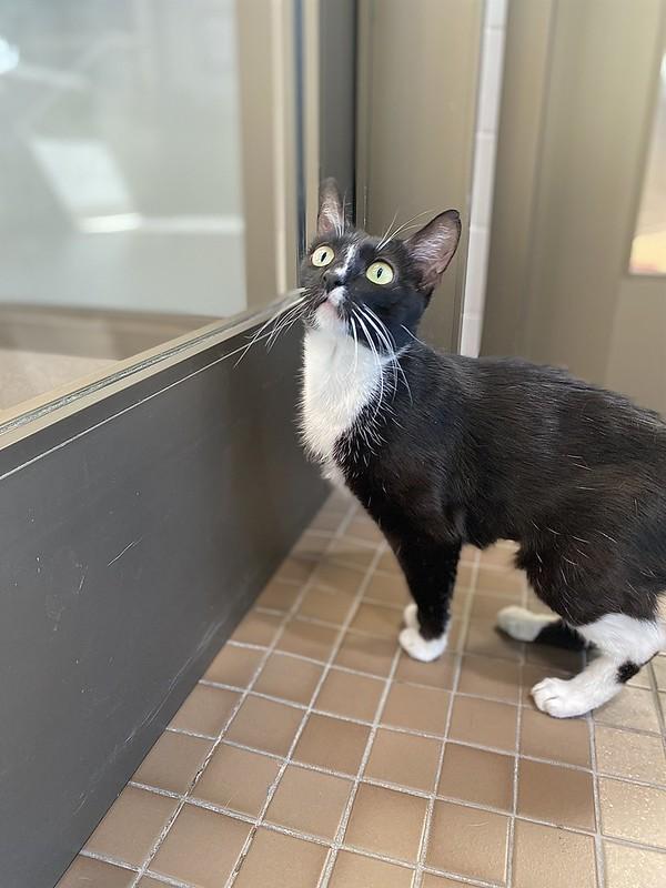 Summer, an adoptable Domestic Short Hair in Truckee, CA image 4/4