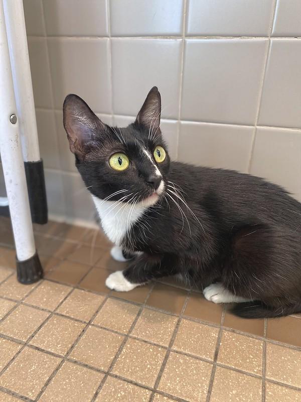 Summer, an adoptable Domestic Short Hair in Truckee, CA image 2/4