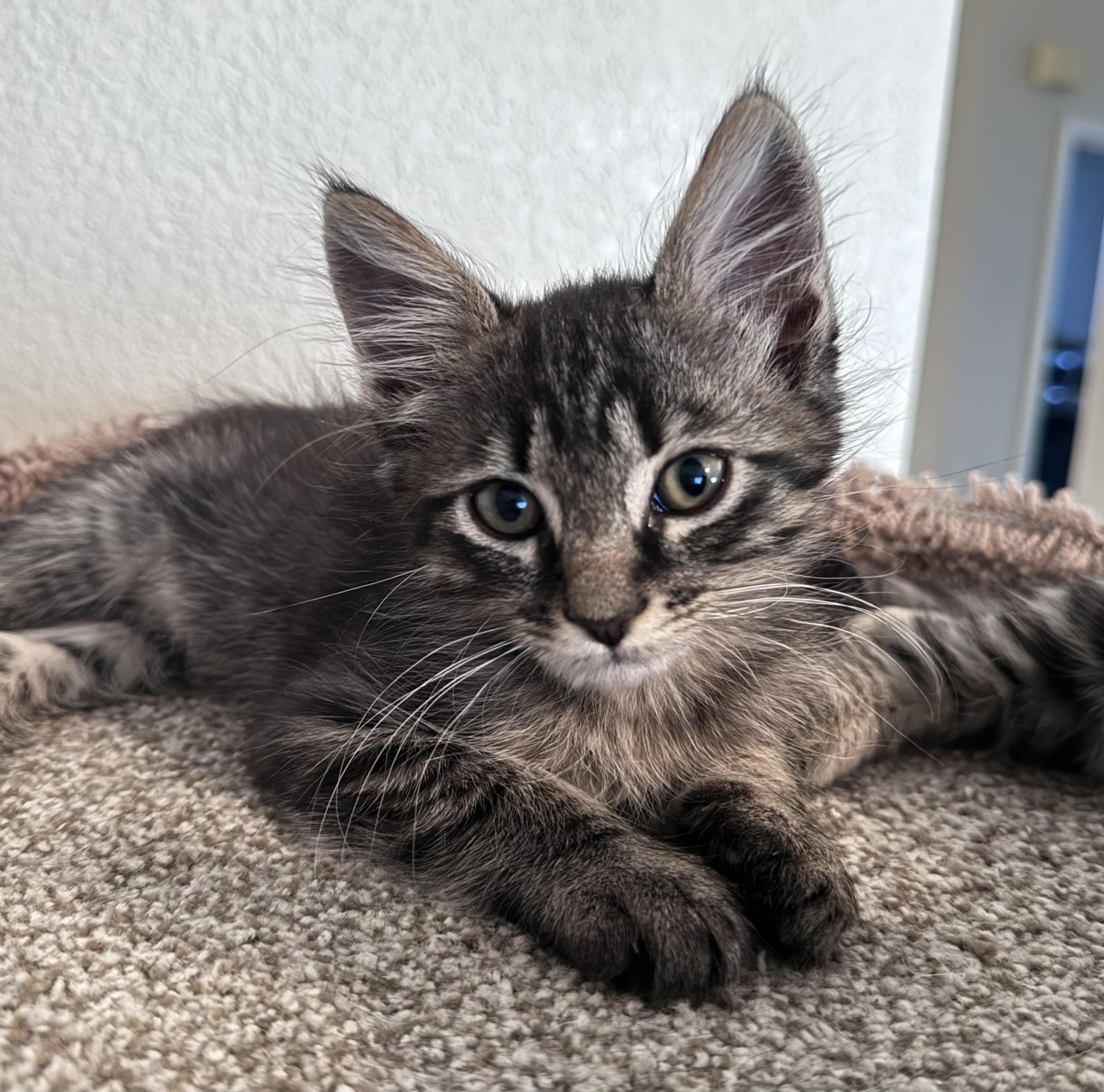 Enlarge Scottie, a ADOPTABLE Tabby in Oracle, AZ image 1/1