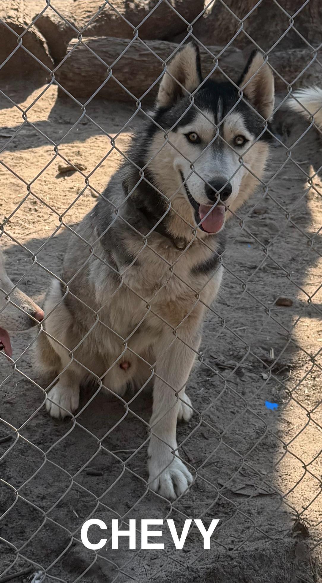 Enlarge Chevy, a Adoptable Siberian Husky in Grove City, OH image 4/7