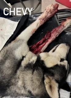 Enlarge Chevy, a Adoptable Siberian Husky in Grove City, OH image 7/7