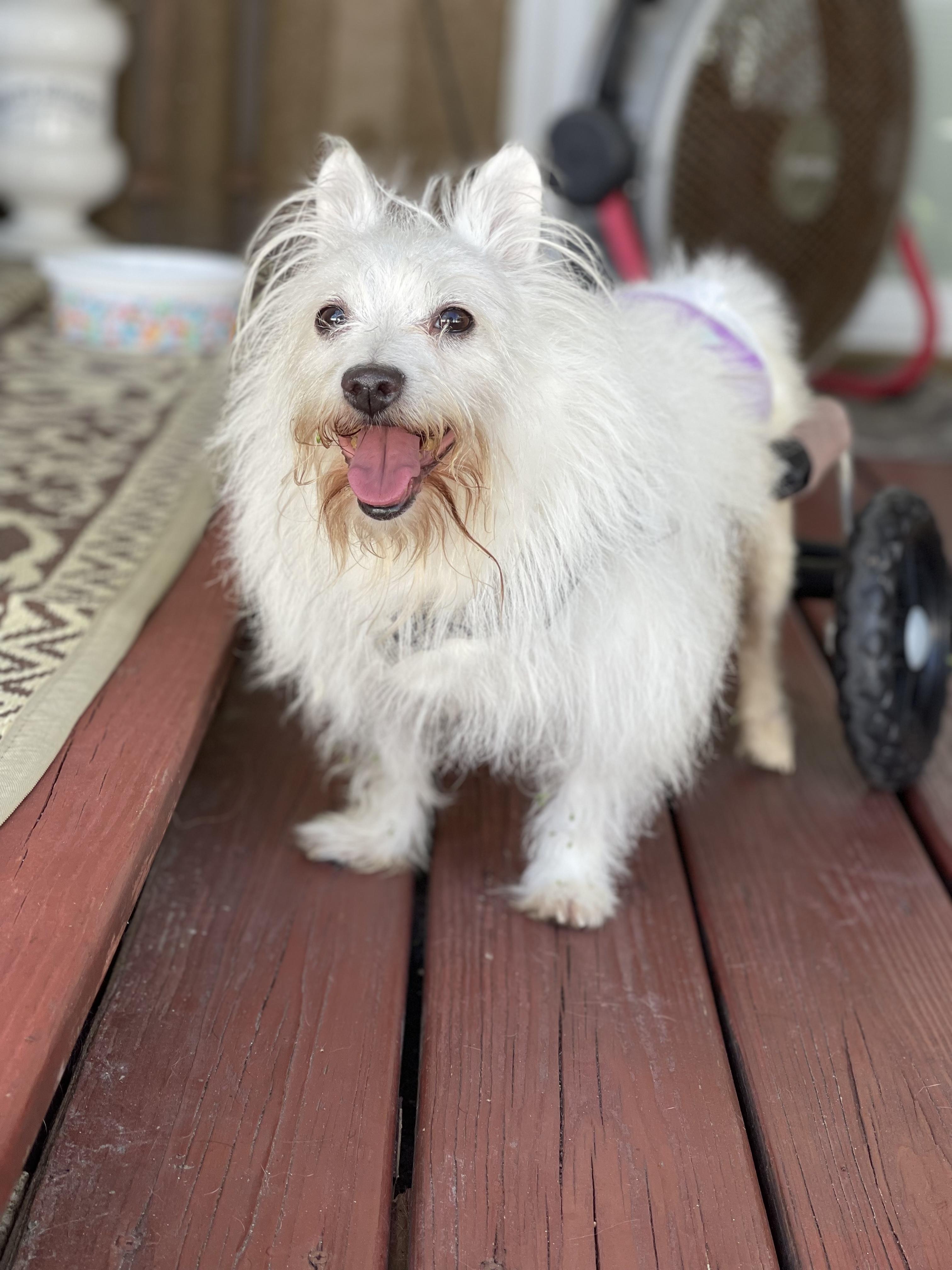 Enlarge Pixel, a Adoptable mixed breed in Orlando, FL image 4/5