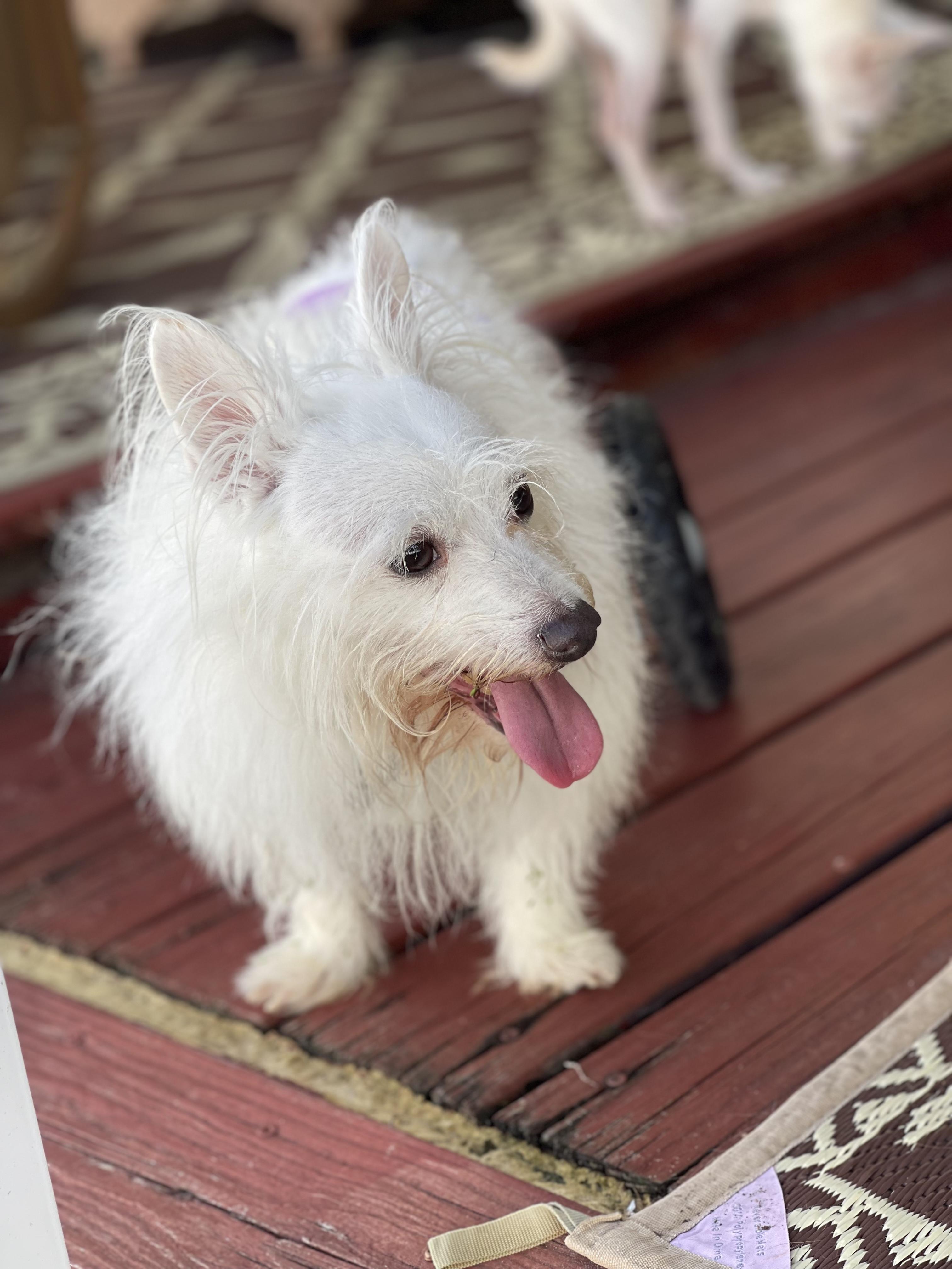 Enlarge Pixel, a Adoptable mixed breed in Orlando, FL image 5/5