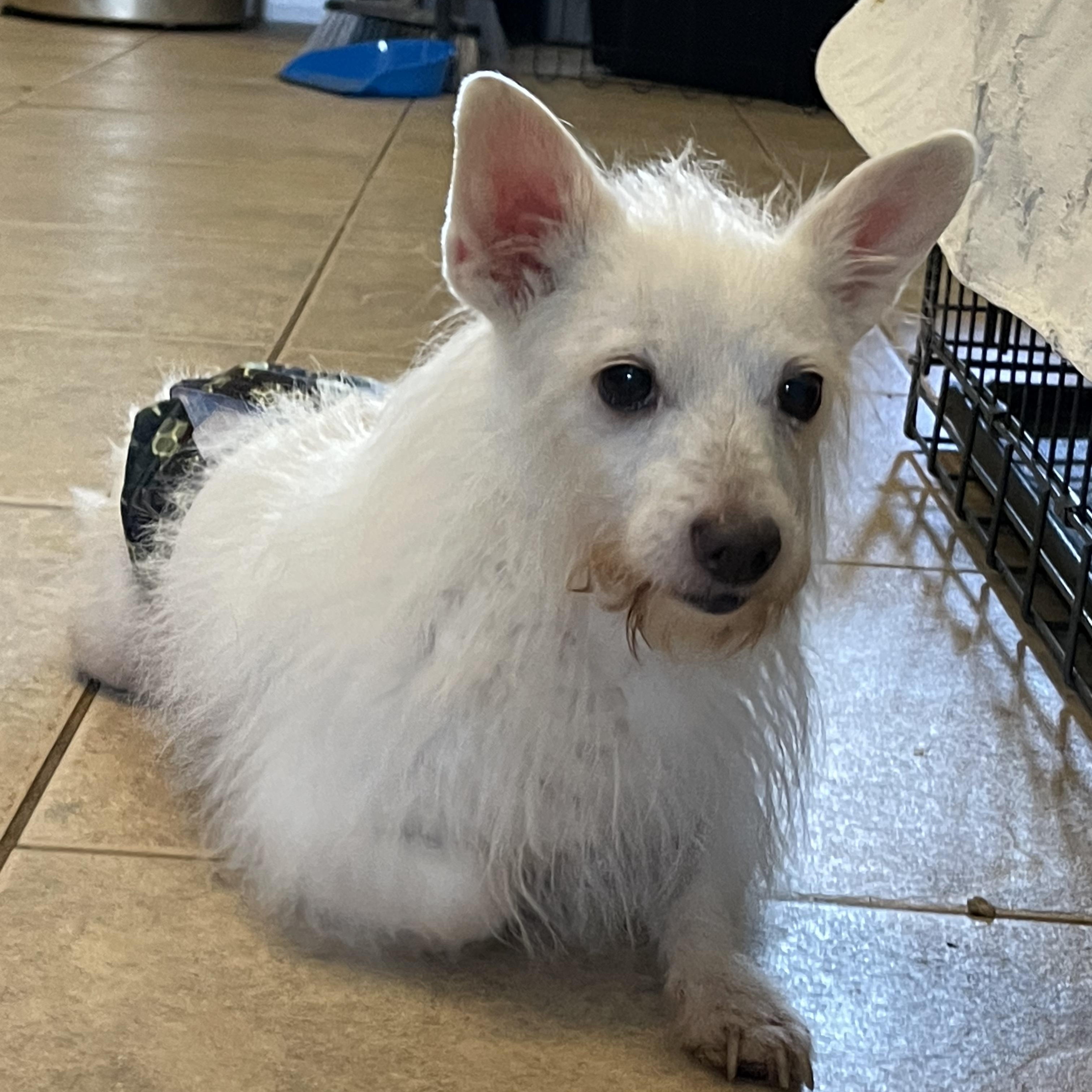 Enlarge Pixel, a Adoptable mixed breed in Orlando, FL image 3/5