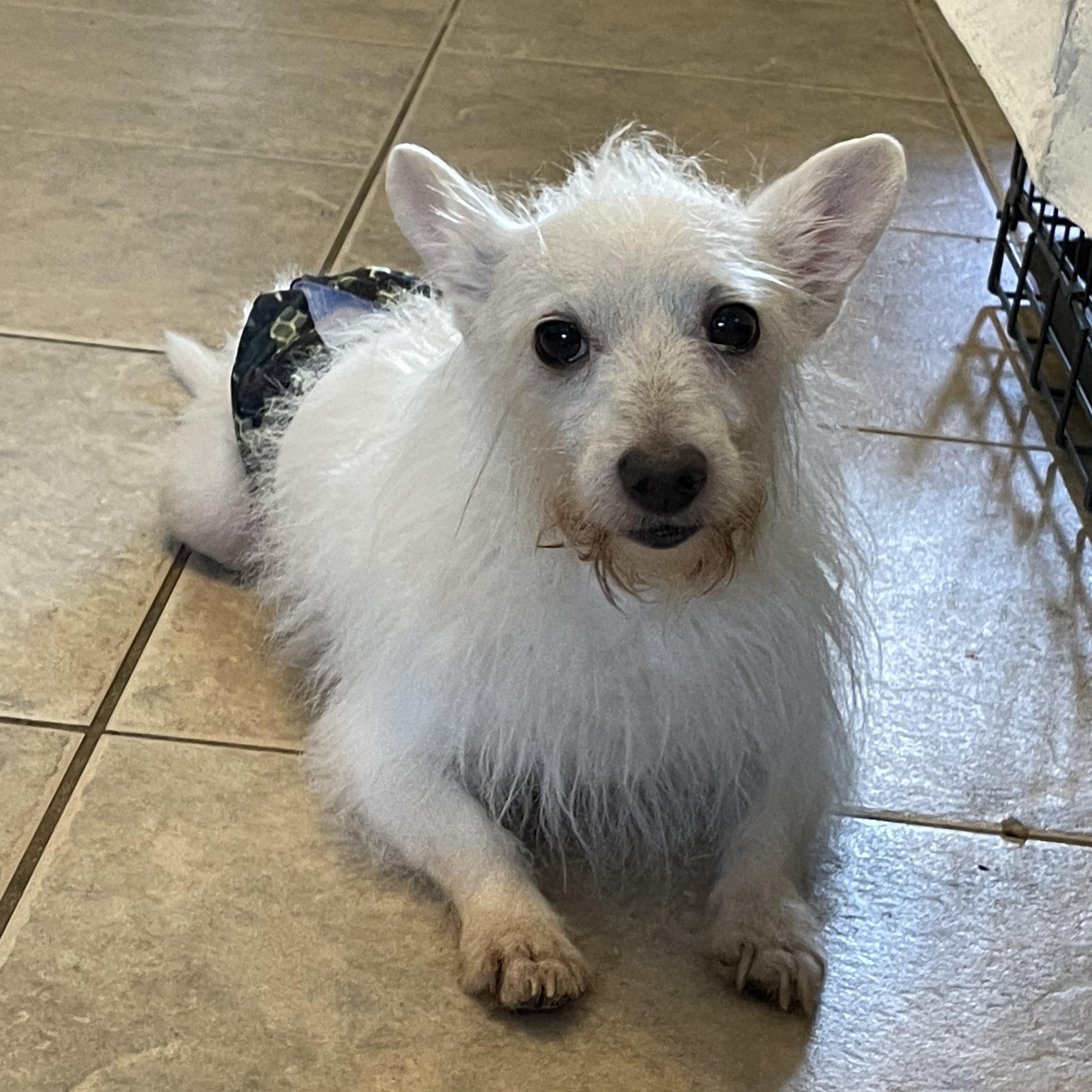 Enlarge Pixel, a Adoptable mixed breed in Orlando, FL image 1/5