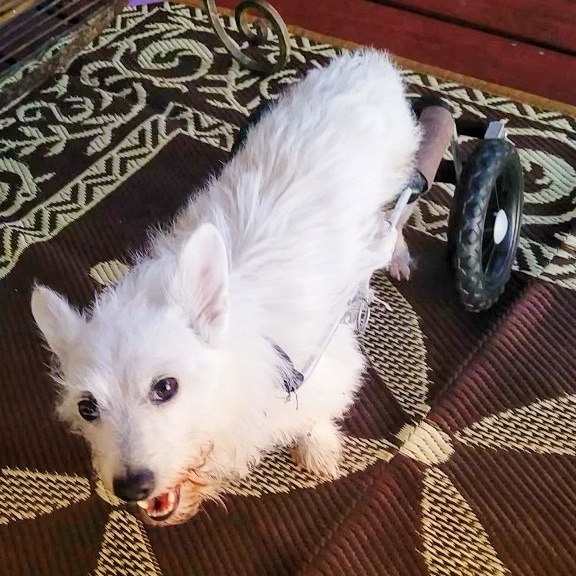 Enlarge Pixel, a Adoptable mixed breed in Orlando, FL image 2/5