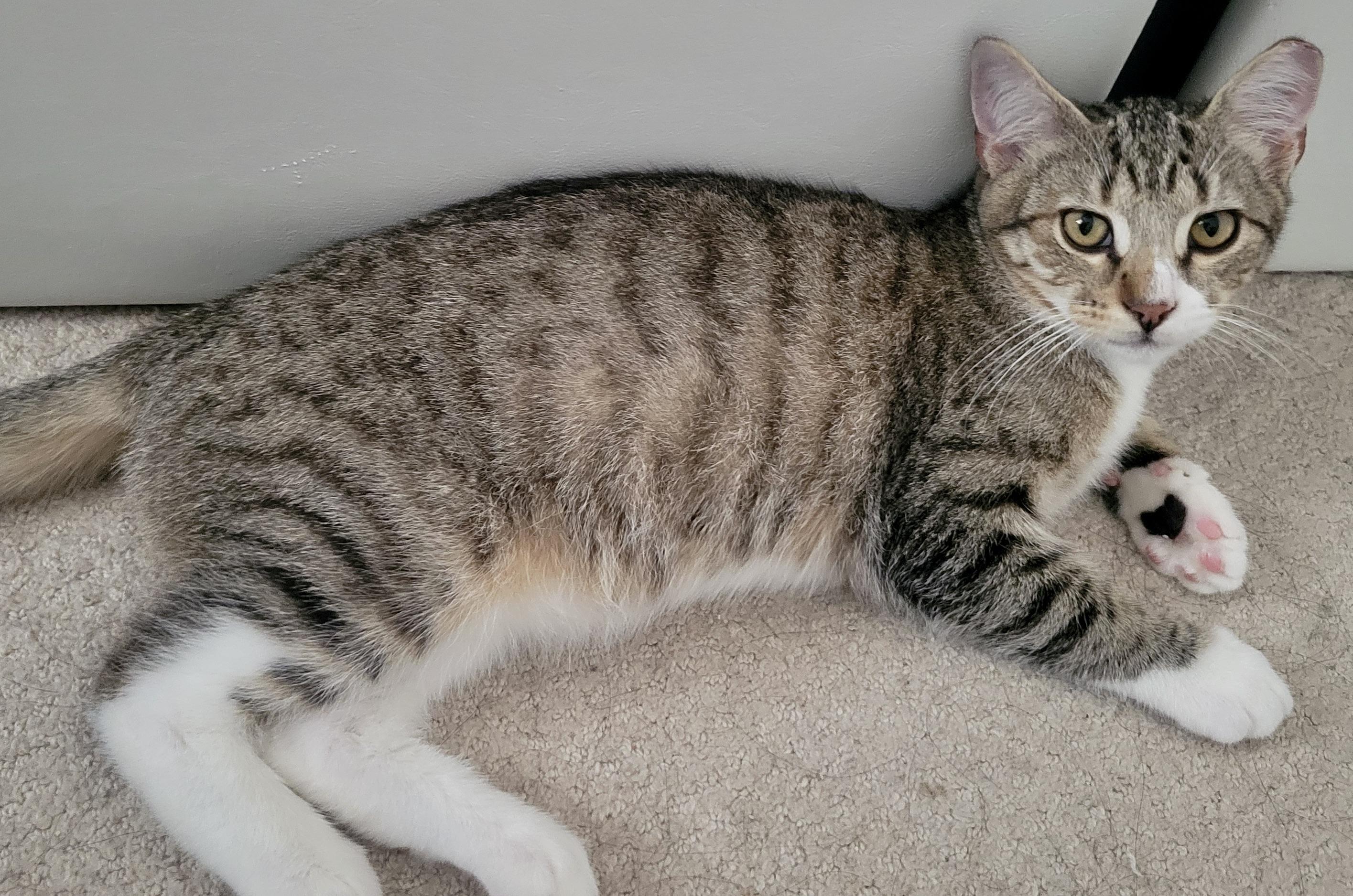 Toby, Adoptable, Young Male Domestic Short Hair.