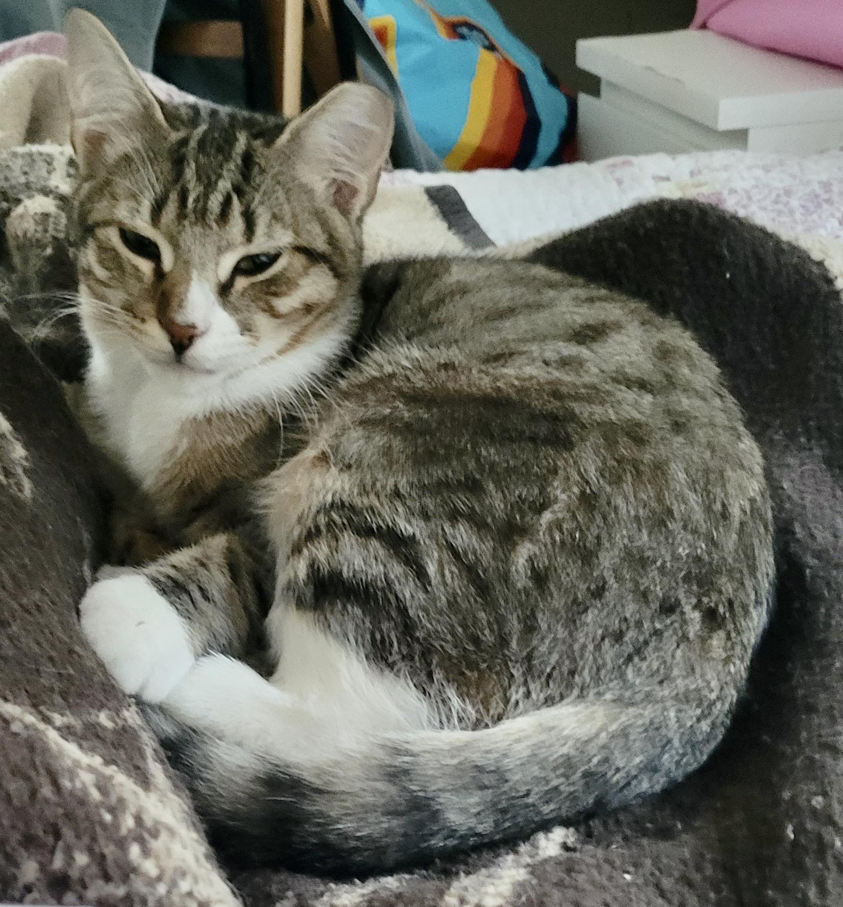 Enlarge Toby, a Adoptable Domestic Short Hair in Hasbrouck Heights, NJ image 2/4