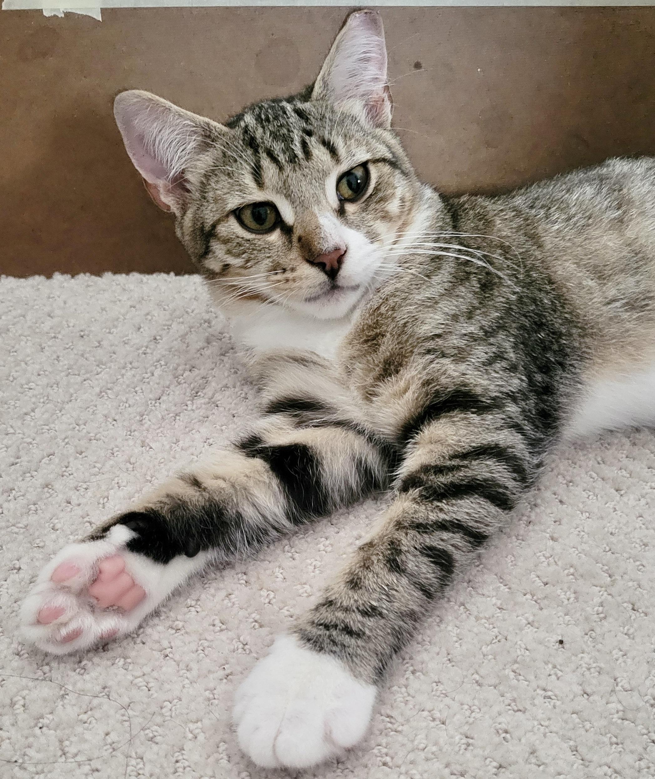 Enlarge Toby, a Adoptable Domestic Short Hair in Hasbrouck Heights, NJ image 3/4